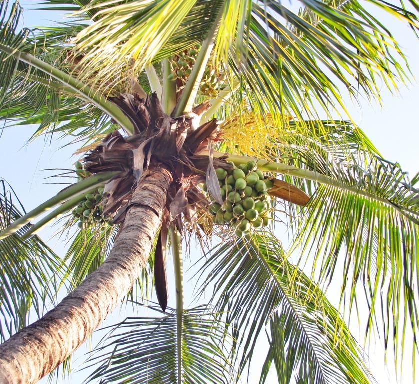 Vila Alema Praia de Pipa Exterior photo